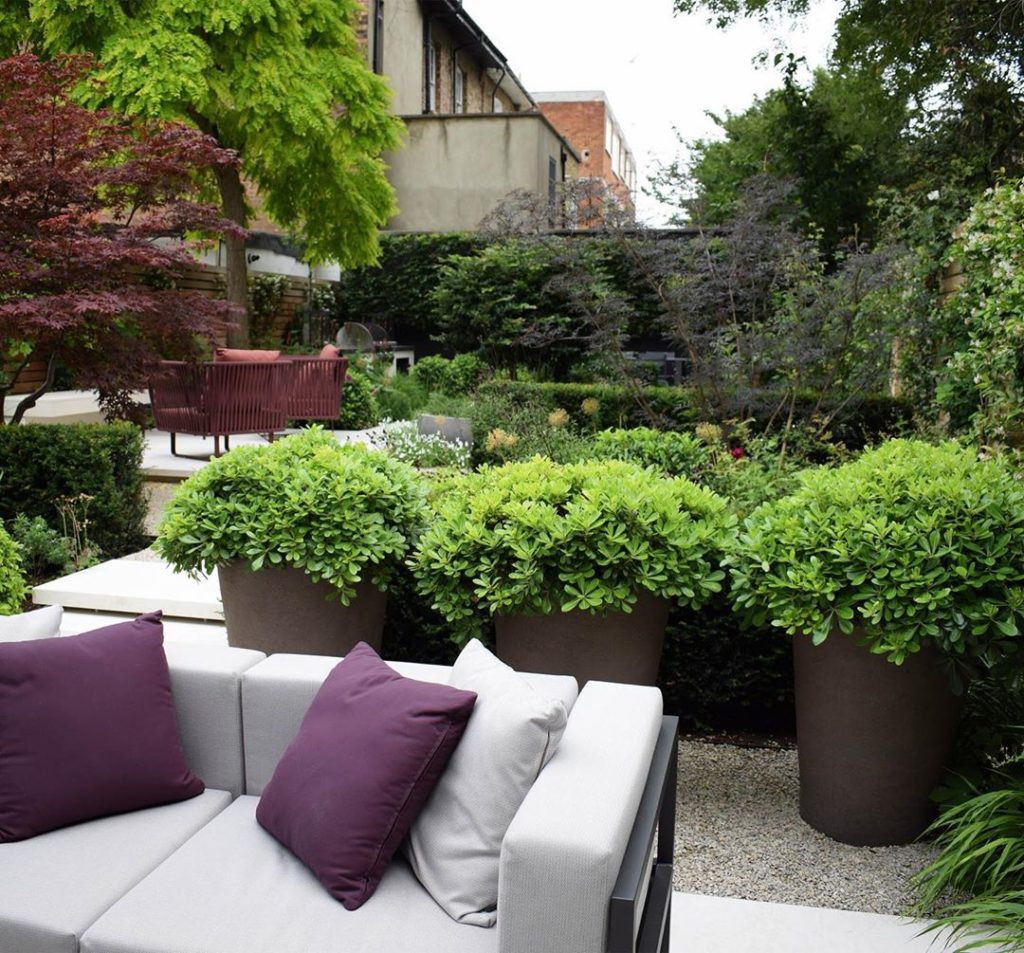 First #summer outing for this new #garden in #London #pittosporum in large #plan...