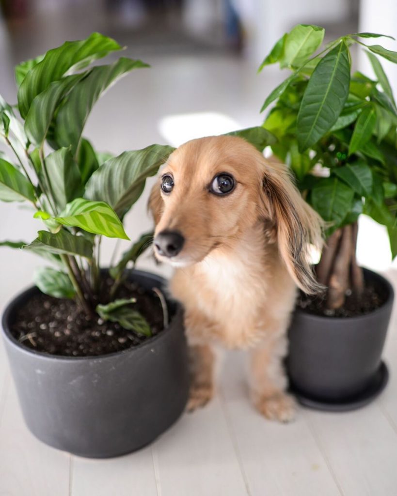 That feeling when your human brings home another plant.  @junethesausagedog hang...