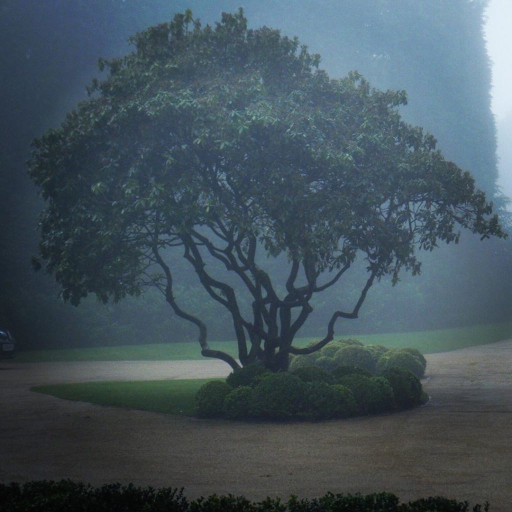 Here’s the specimen Rhododendron we planted at a clients garden in Surrey on a m...