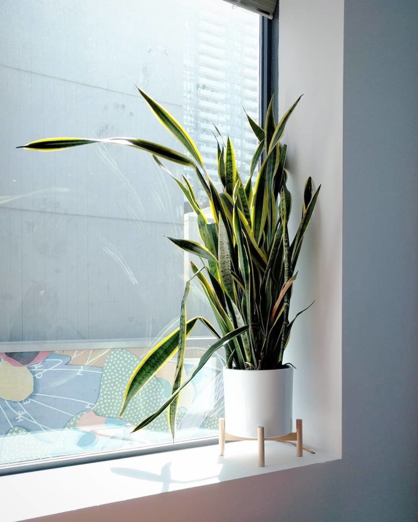 houseplantjournal: Welcome new followers from @watts.on – #houseplantjournal is all about bringing … Welcome new followers from @watts.on - #houseplantjournal is all about bringing ...