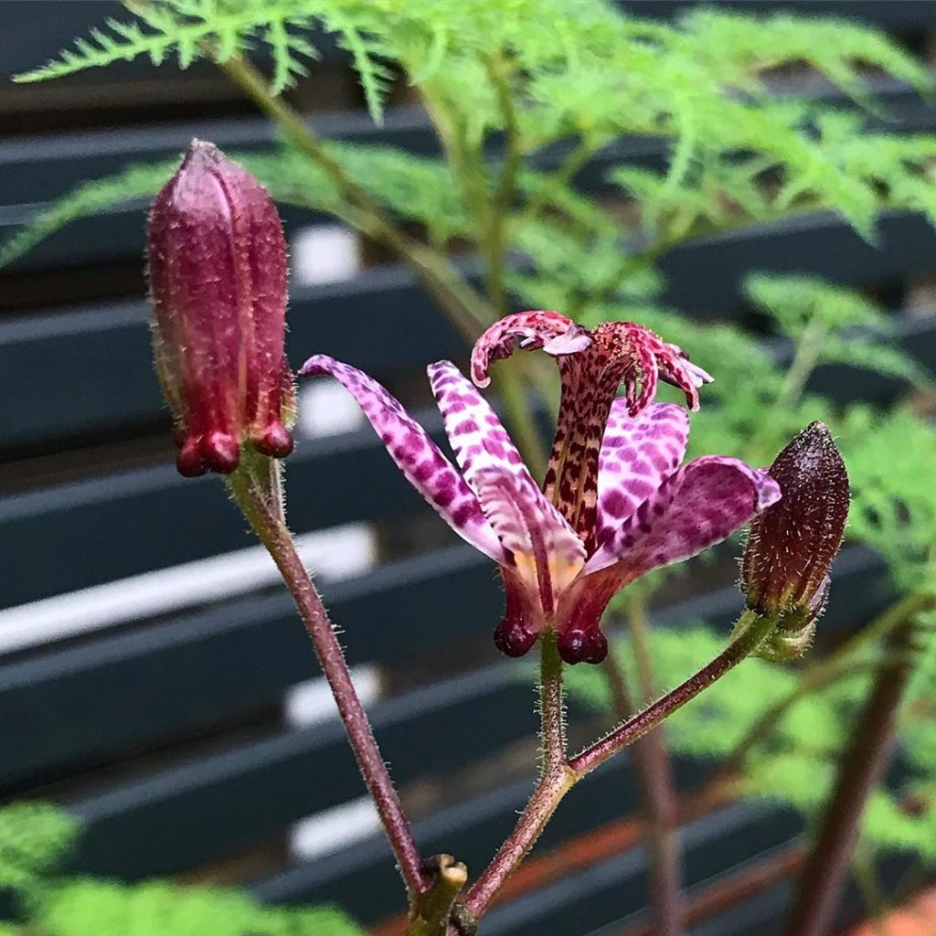 sheilajacklandscapes: Toadily gorgeous… checking in on a recently completed garden, planted in April… Toadily gorgeous... checking in on a recently completed garden, planted in April...