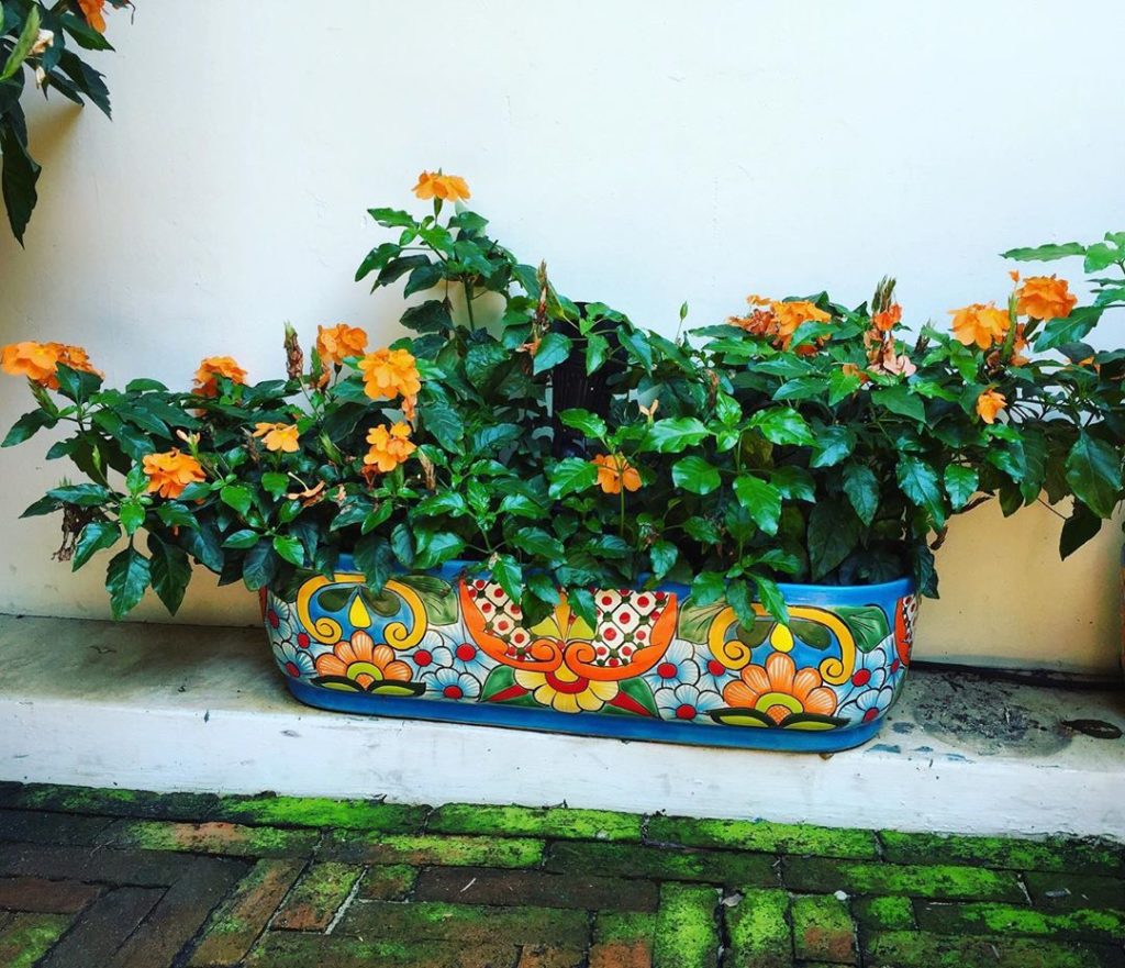 What do you like more:
The plant?
The pot?
The moss?
.
.
#containergarden #garde...