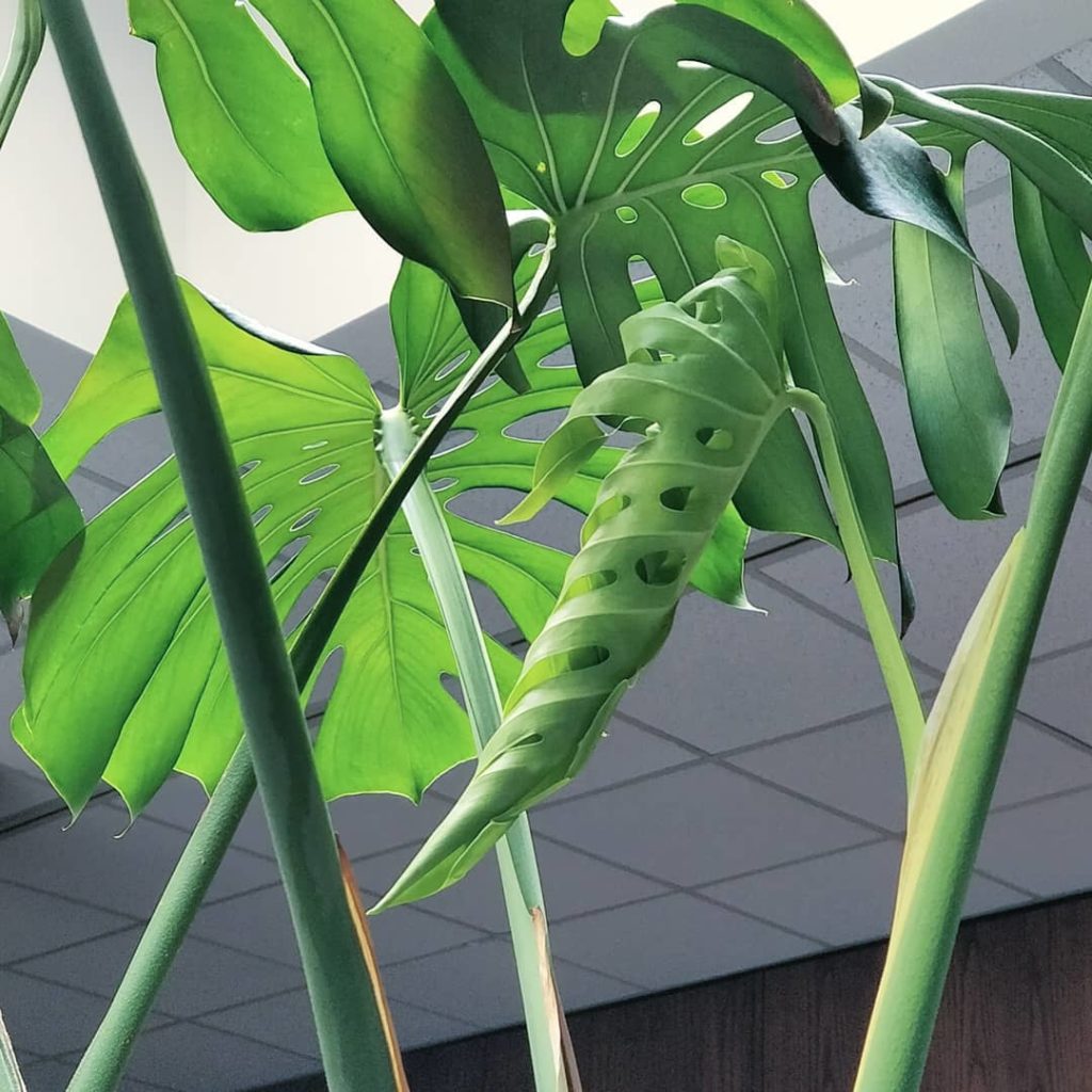 Most common Monstera deliciosa question: when will I get leaves with fenestratio...