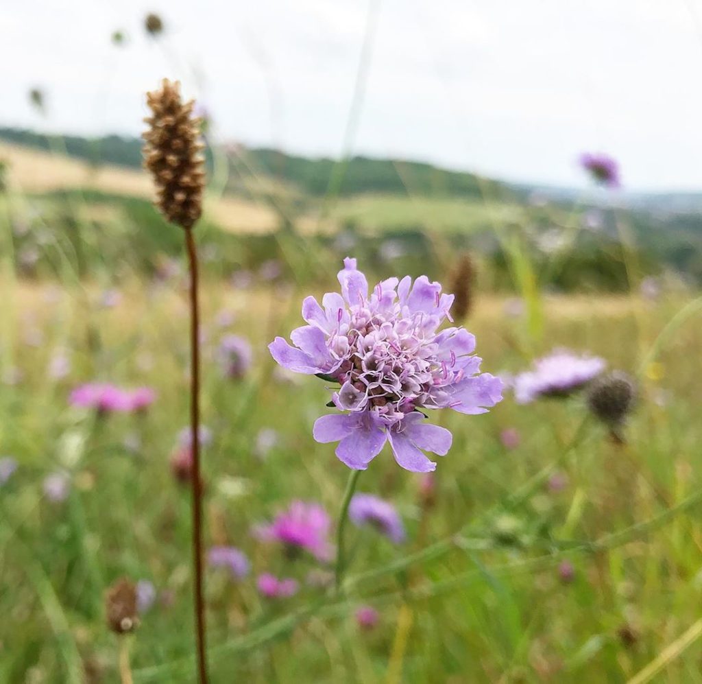 sheilajacklandscapes: Chalk lands #simplepleasures #chalk #grasslands #meadow #Scabiosa #chilterns . …. Chalk lands #simplepleasures #chalk #grasslands #meadow #Scabiosa #chilterns . ....