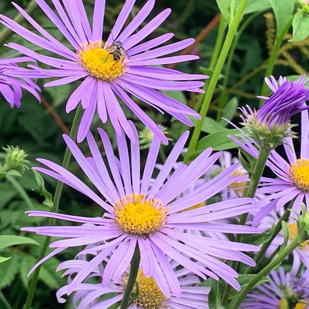 kategouldgardens: Daisy power… finely cut petals with golden centres make this long flowering & … Daisy power... finely cut petals with golden centres make this long flowering & ...