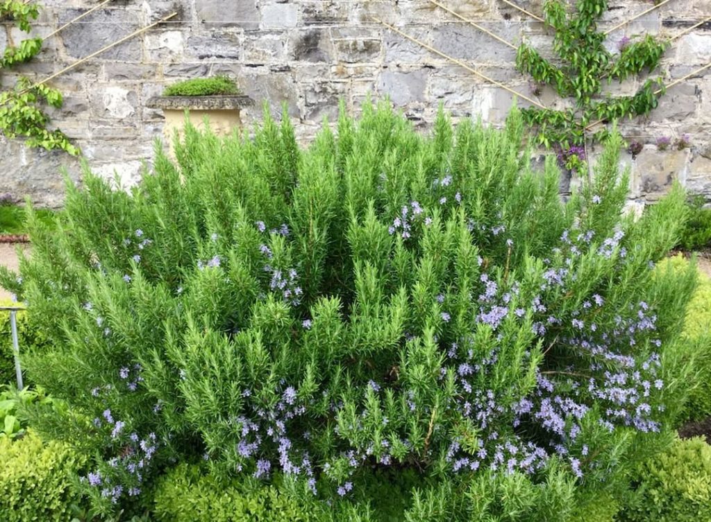 Get rid of mosquitoes in the garden by planting citronella grass, lavender, rose...