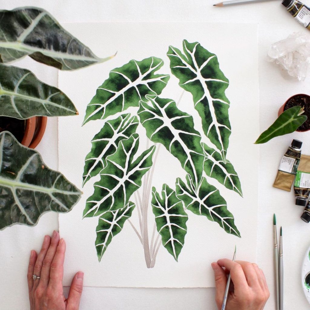 Alocasia Polly So I have to admit I have killed two and luckily I have a friend ...