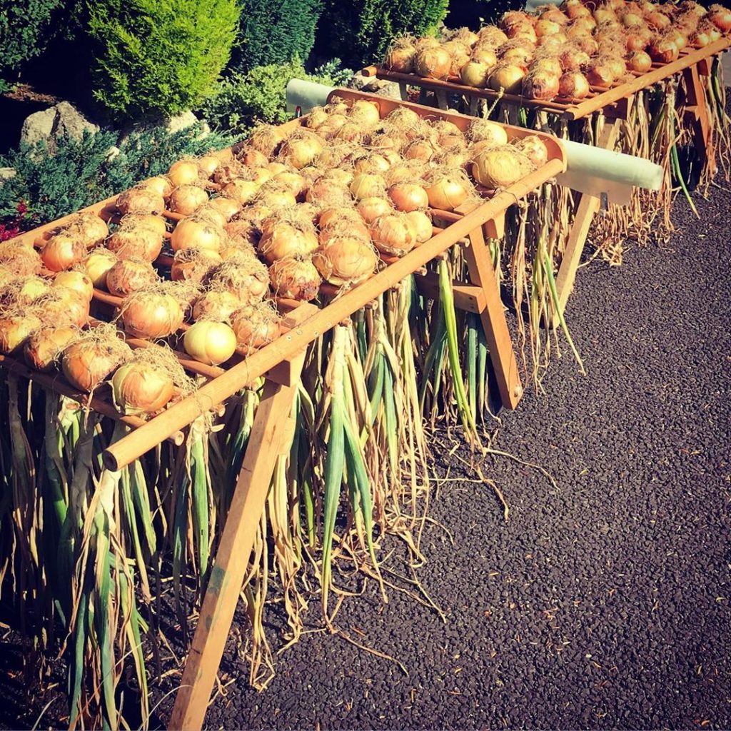 Someone knows their onions!!
My dear friend Jane is still growing all her own #v...