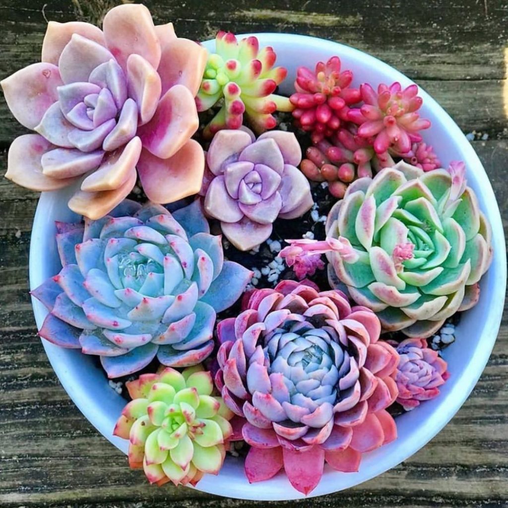 Plant a rainbow : @thriftysucculents...