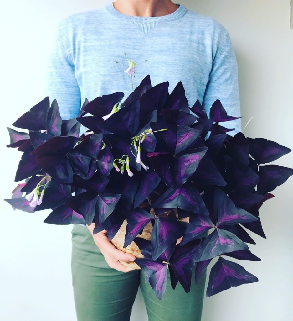 The best maximalist plant around: @arcticgardener's Oxalis triangularis....