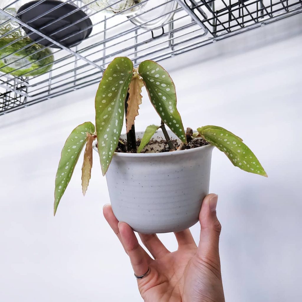 Recovering: this begonia was suffering from a thrips infestation so I just prune...