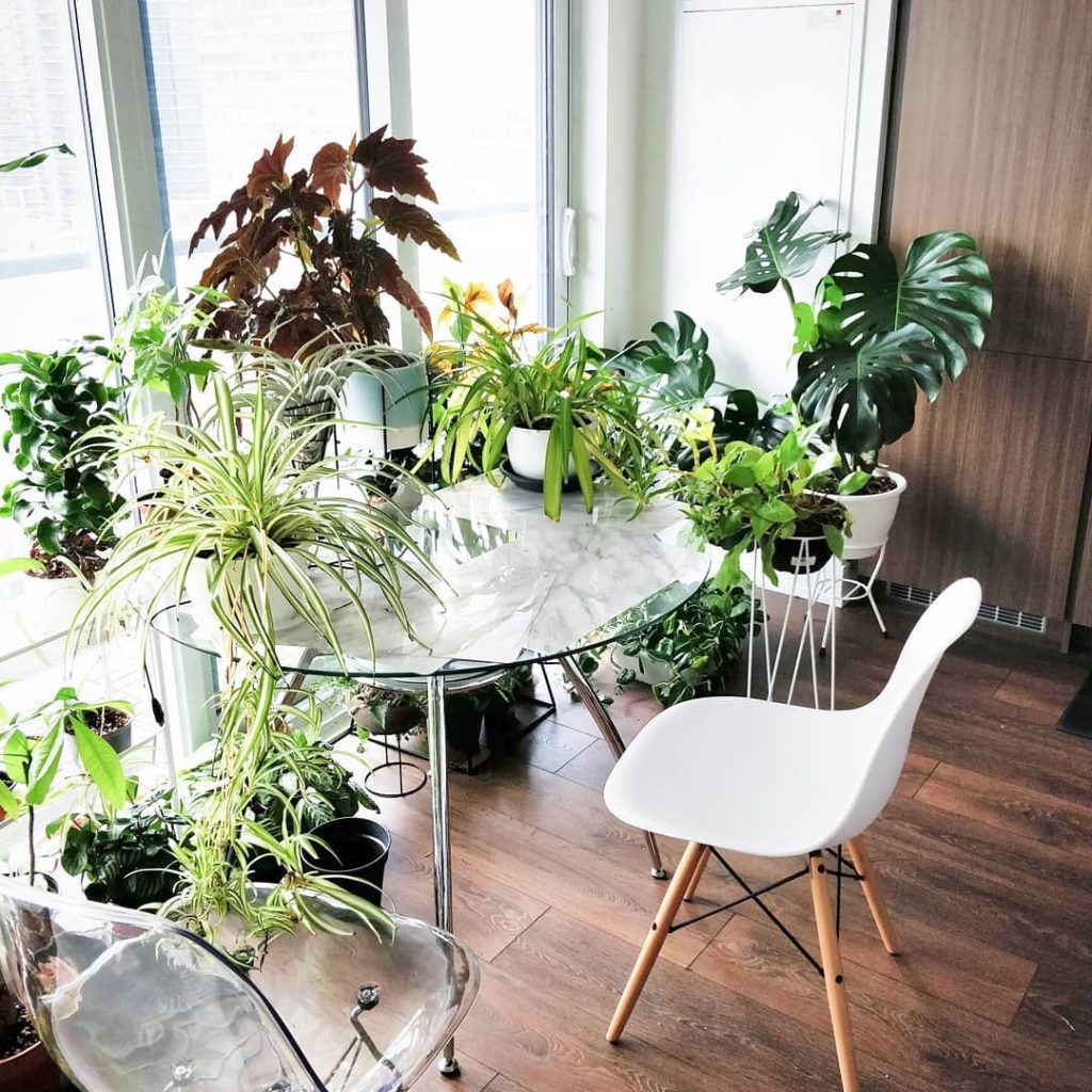 houseplantjournal: When evaluating light outdoors, it suffices to simply estimate the number of h… When evaluating light *outdoors*, it suffices to simply estimate the number of h...