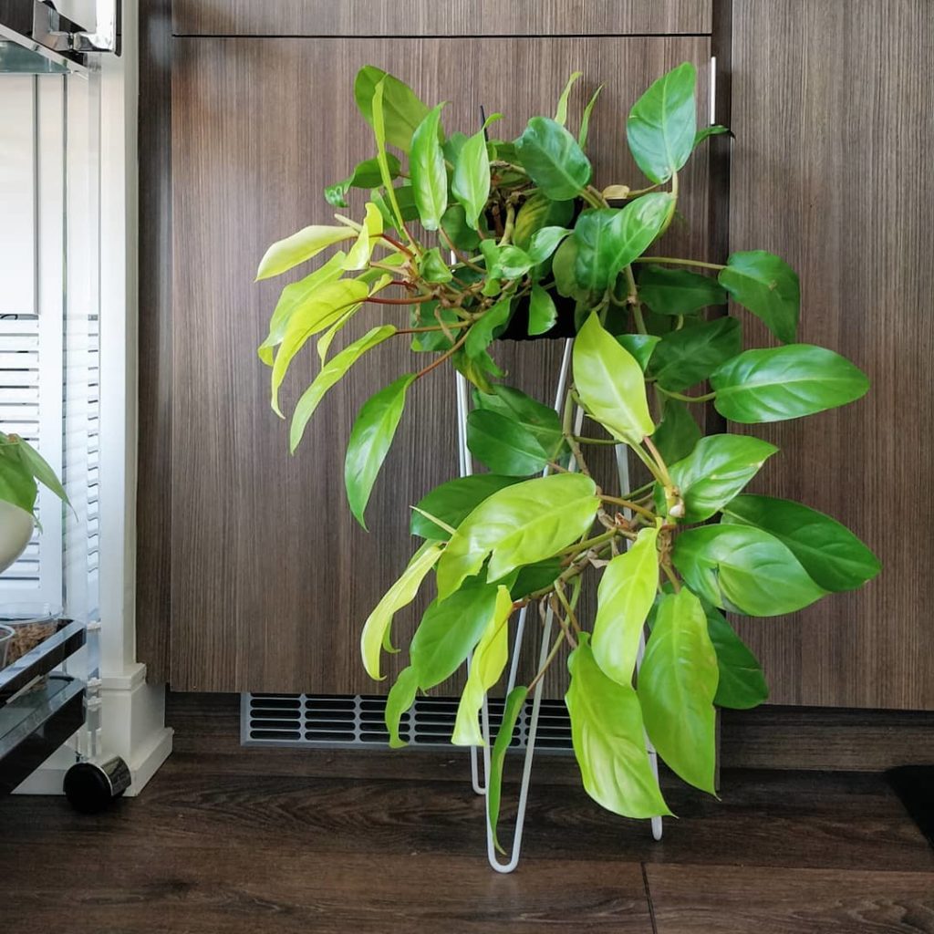 houseplantjournal: Philodendron lemon-lime has progressed nicely over the last (almost) year! 2… Philodendron lemon-lime has progressed nicely over the last (almost) year! 2...