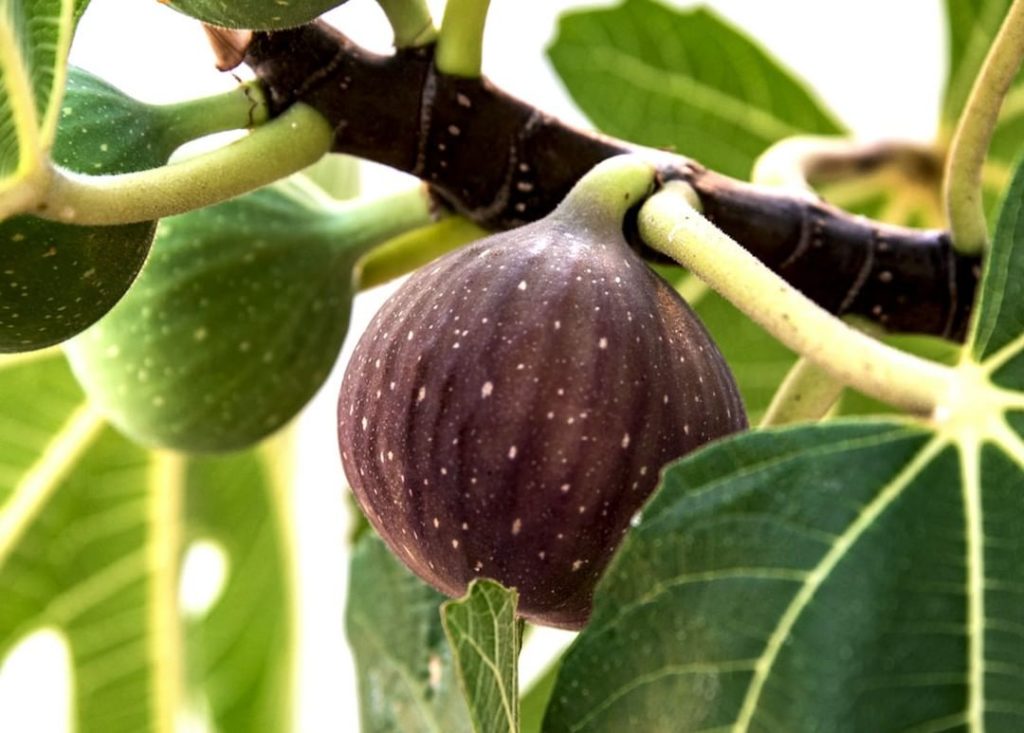 Gardening Tip in Southern California: Fig trees can be cut back after the last c...
