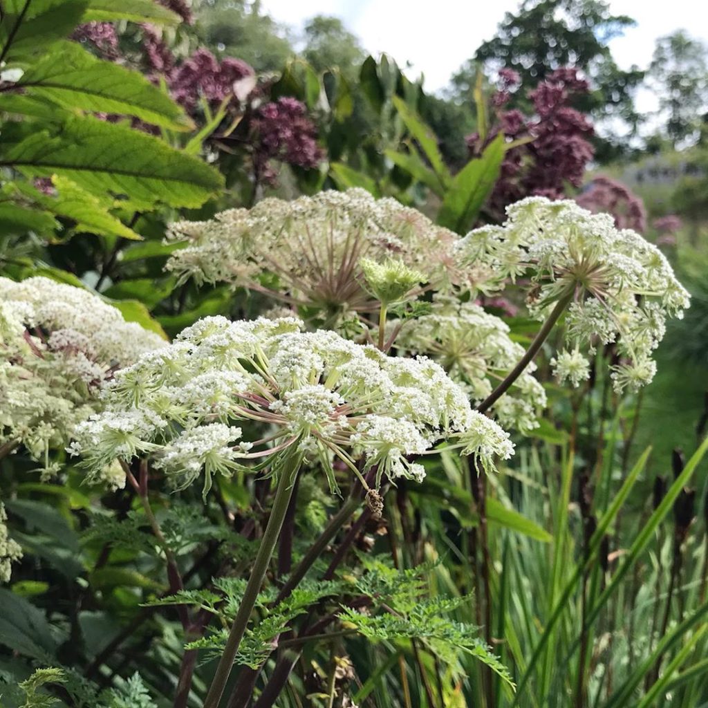 Lighting up a shady border  #selinumwallichianum #Strength #structure #subtlety ...