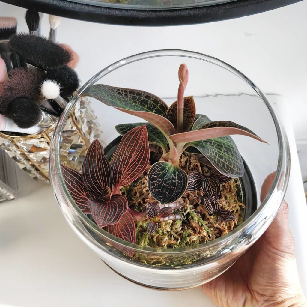 houseplantjournal: Jewel orchid is flowering! 3️⃣ Where the plant actually lives: on … Jewel orchid is flowering! 3️⃣ Where the plant actually lives: on ...