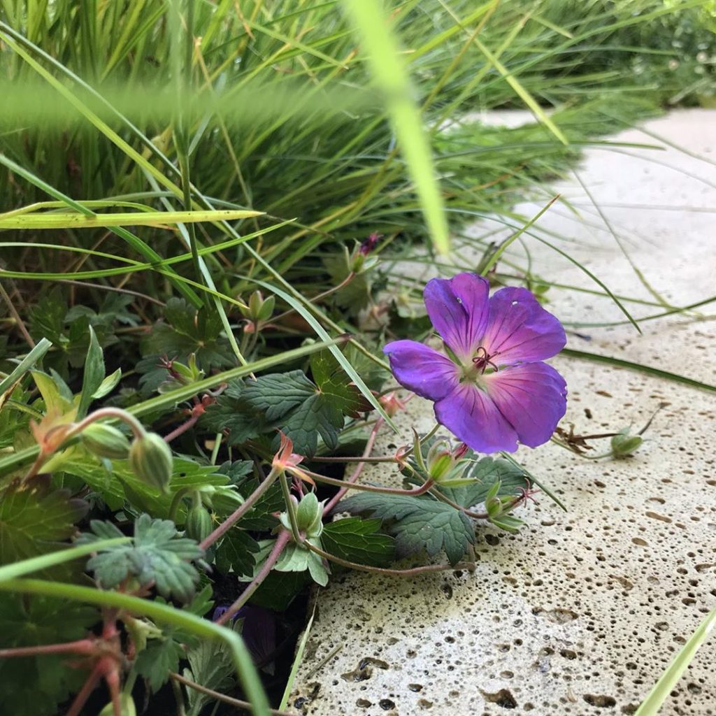 sheilajacklandscapes: Purple patch #geraniumrozanne #sesleriaautumnalis #persistence #stillgoingstron… Purple patch #geraniumrozanne #sesleriaautumnalis #persistence #stillgoingstron...