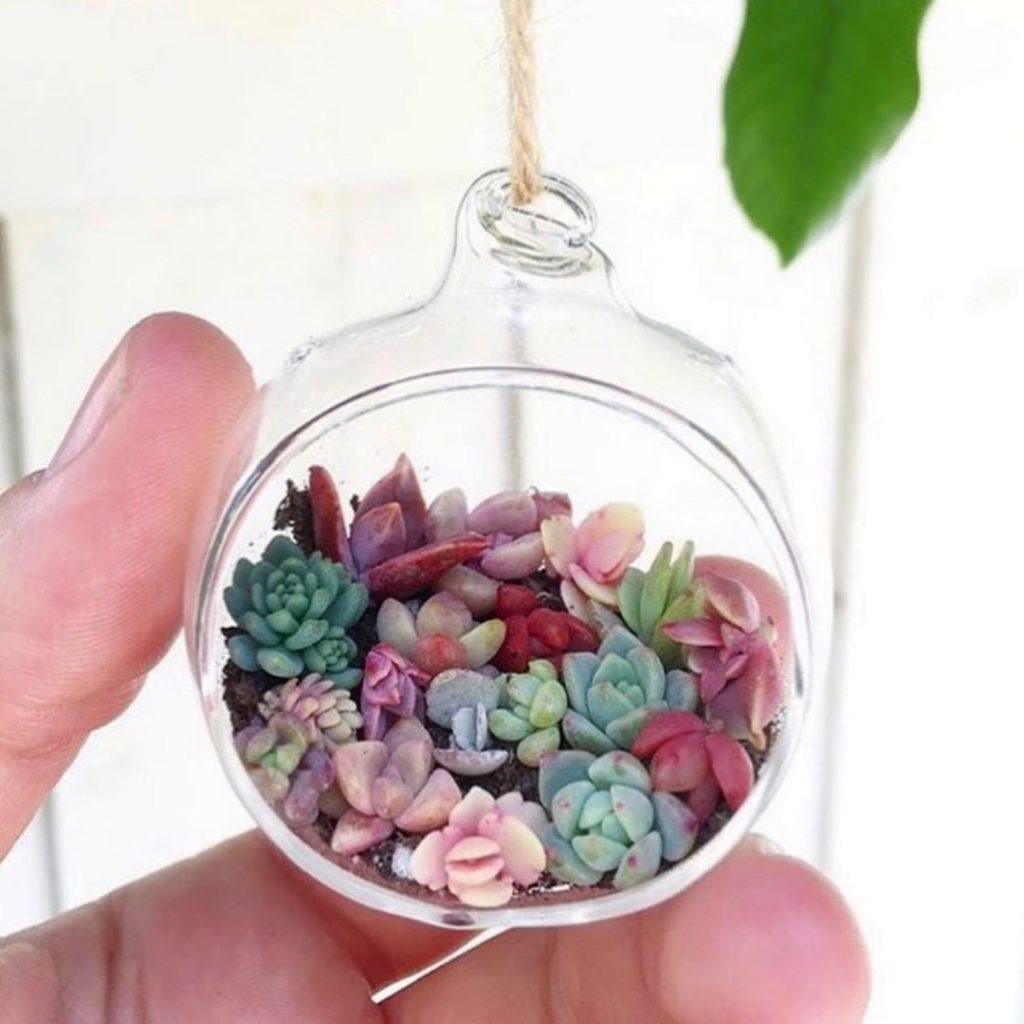 Our Pixie Terrarium Kit is back in stock!...