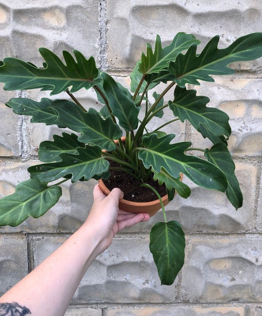This Philodendron Xanadu is unbeleafable (yes, I had to say it).  Via @egsplants...