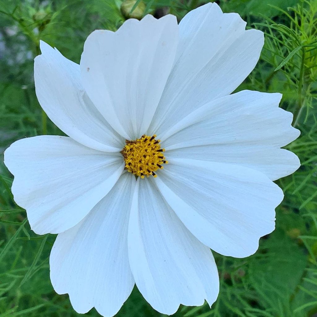 Perfectly pleated #cosmos #annual #flower #gardendesign #gardens #gardening #lov...