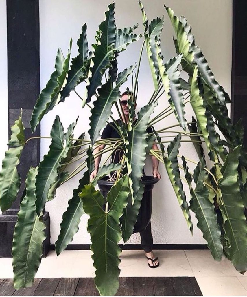 Cannot. Handle. This. Plant. @craigmilran's Thaumatophyllum stenolobum is on ano...