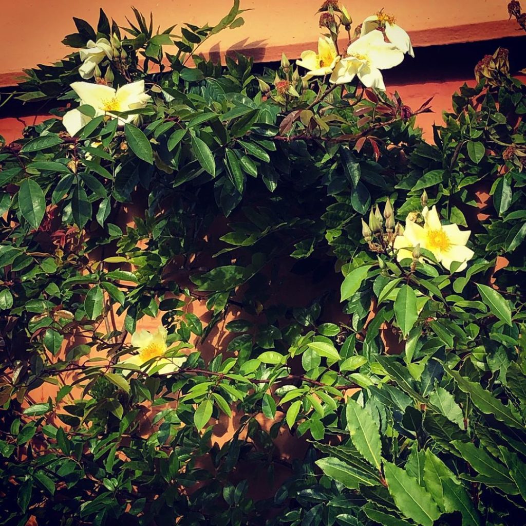 Mermaid rising #cheznous #waterloo #laxfield #suffolk #flowersandfoliage #stillg...