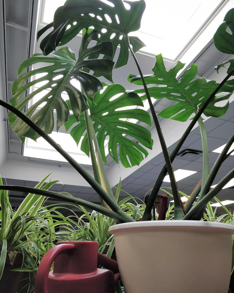 houseplantjournal: In today’s blog post, I answer the question: “is it still considered ‘bright ind… In today's blog post, I answer the question: "is it still considered 'bright ind...