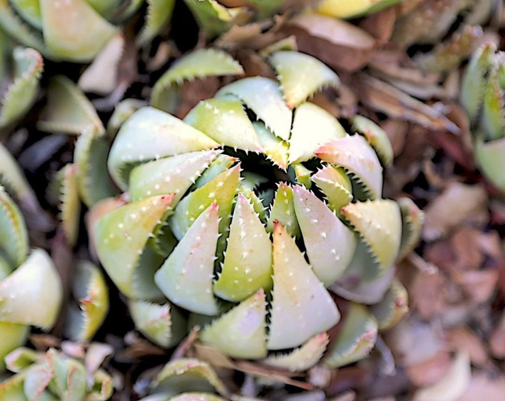 gardendesignmag: 5 things your succulents want you to know:
1. Rosettes close themselves: “Condit… 5 things your succulents want you to know:
1. Rosettes close themselves: "Condit...