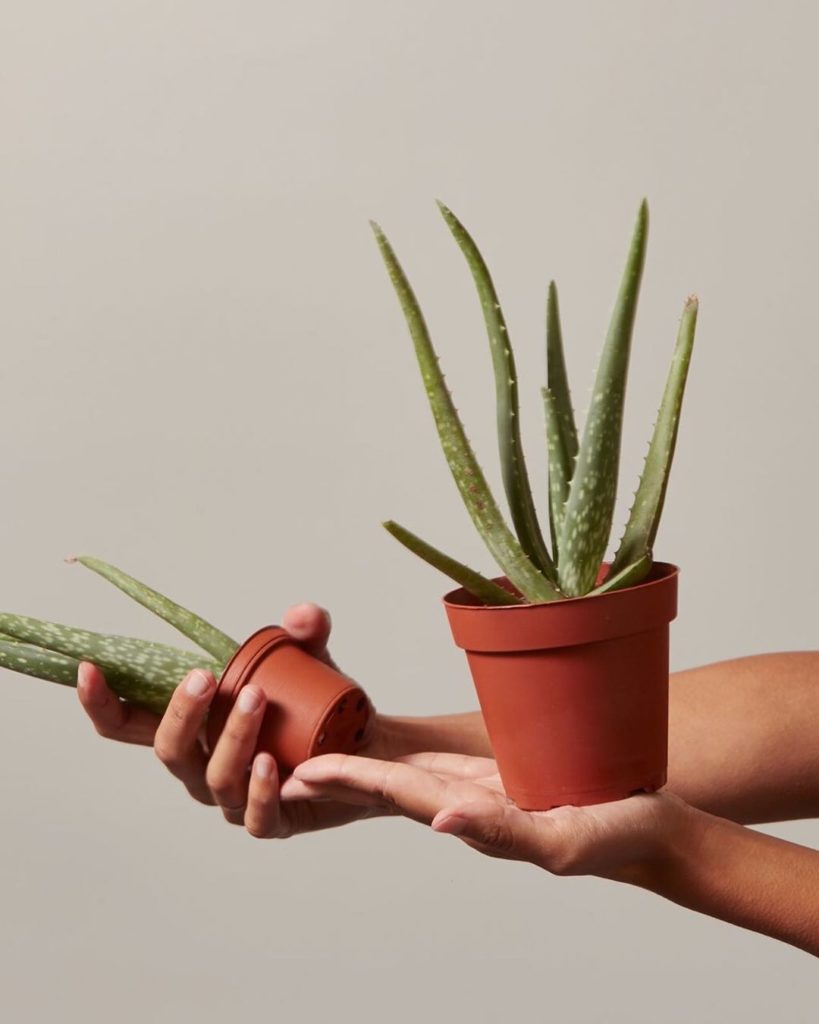 We're still holding onto summer a little while longer. Aloe vera's more than jus...