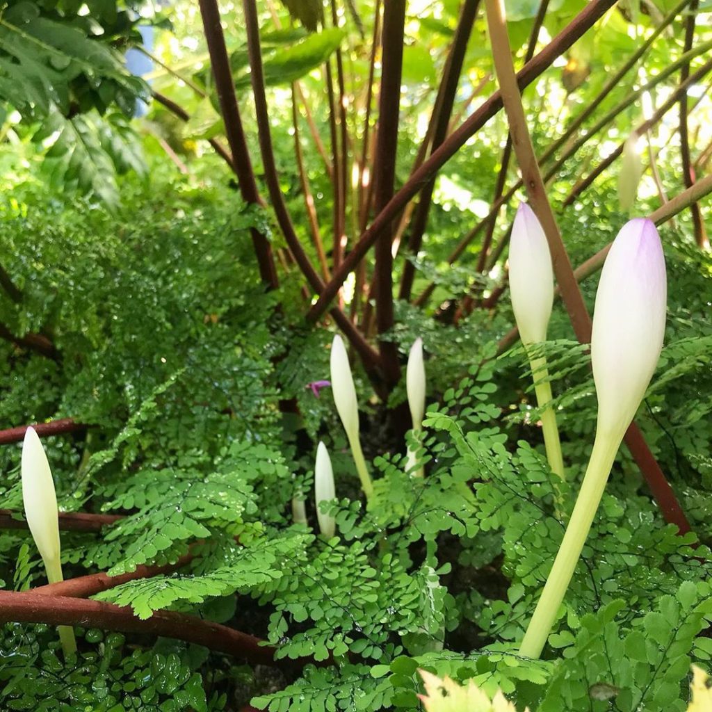 What lies beneath... #Adiantumvenustum an #evergreen, spreading #maidenhairfern ...