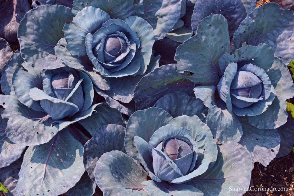 gardendesignmag: Blog We Love: shawnacoronado
No, these aren’t purple roses, they’re cabbages!
Sh… Blog We Love: shawnacoronado
No, these aren't purple roses, they're cabbages!
Sh...