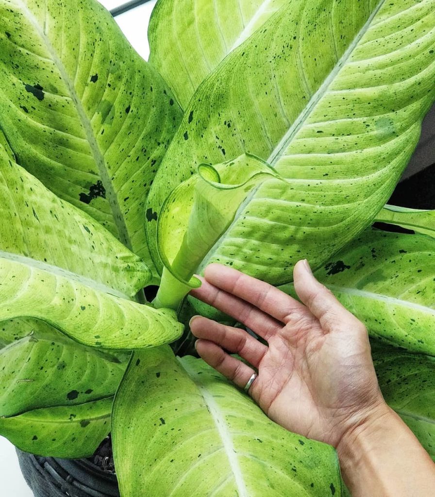 houseplantjournal: My wife needed some office plants so I happily obliged (and in the process, got … My wife needed some office plants so I happily obliged (and in the process, got ...