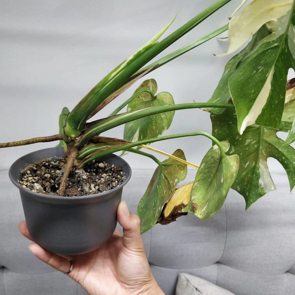 houseplantjournal: I think it’s time to repot this ‘Thai Constellation’ – each of the last two new … I think it's time to repot this 'Thai Constellation' - each of the last two new ...