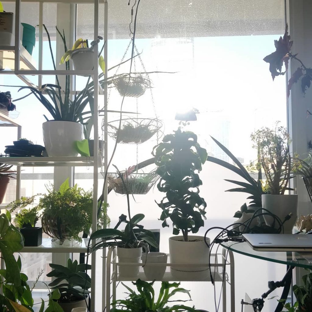 houseplantjournal: A light meter will help you better understand the light intensity that your plan… A light meter will help you better understand the light intensity that your plan...