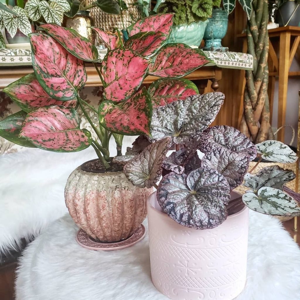 Colors and textures and patterns, oh my. Mesmerizing plants via @darlinggreenthi...