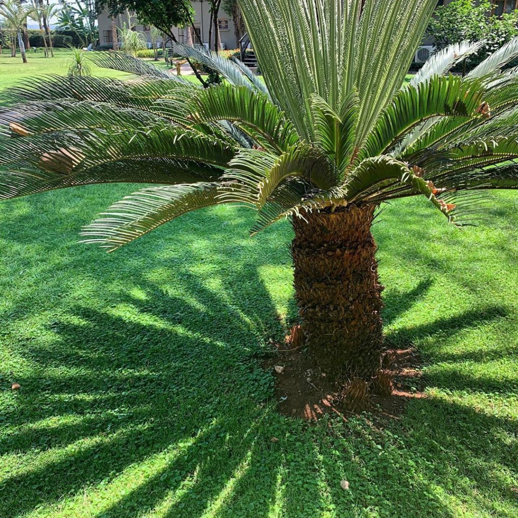 Cycas shadows on grass #cycas #structure #architectural...
