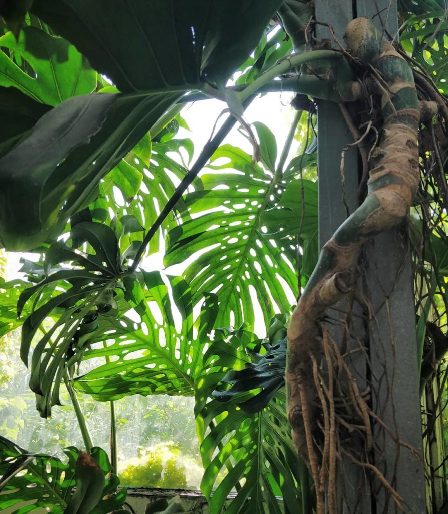 houseplantjournal: A happy Monstera Monday at Allan Gardens.
–
Talk & book signing happening tomorr… A happy Monstera Monday at Allan Gardens.
-
Talk & book signing happening tomorr...