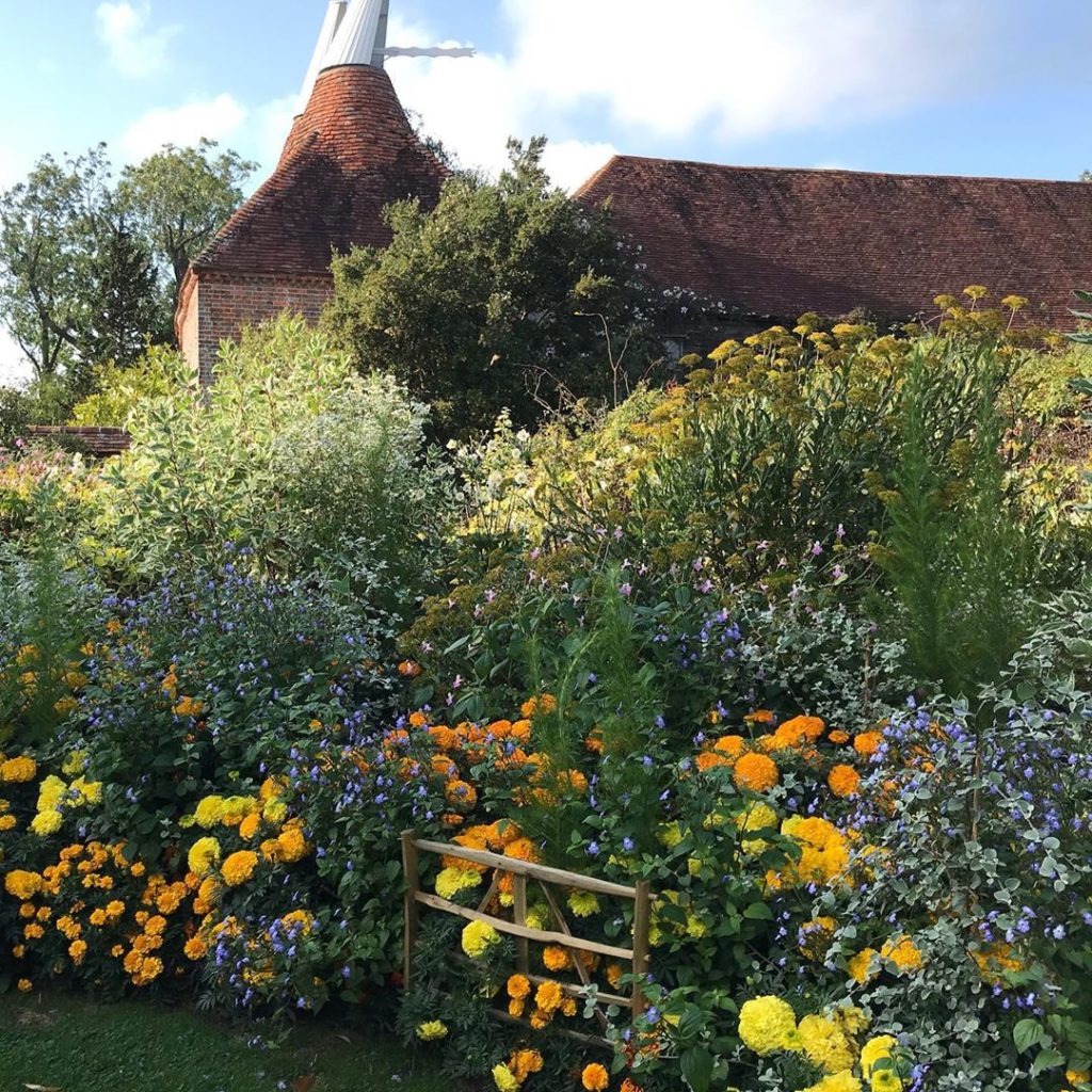 sheilajacklandscapes: Only @fergusmustafasabrigarrett could make ‘dumpy’ #marigolds look good! @greatd… Only @fergusmustafasabrigarrett could make ‘dumpy’ #marigolds look good! @greatd...