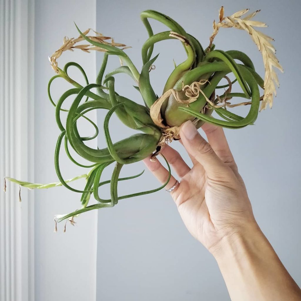 This Tillandsia caput-medusae is becoming quite the clump!
-
2️⃣ 5...