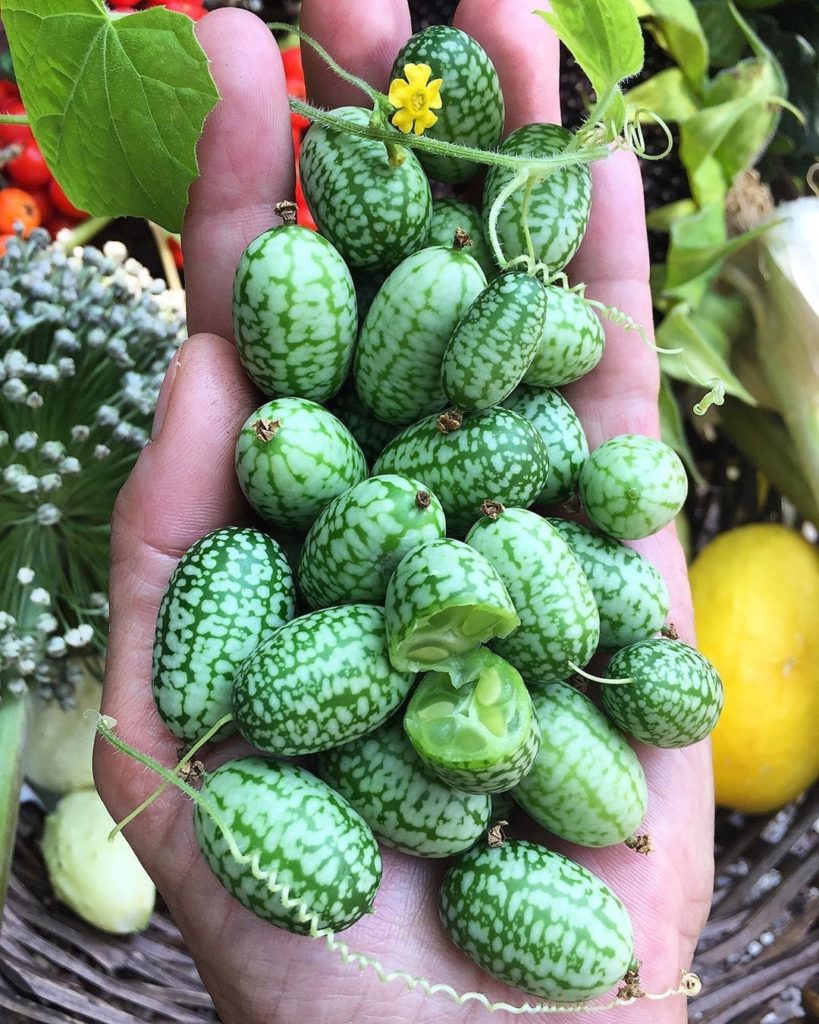 Please feast your eyes on these cucamelons, AKA little baby cucumbers (that real...