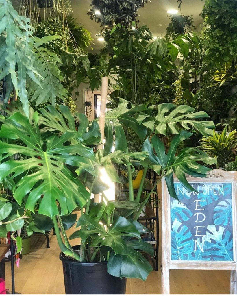 Now THIS is a houseplant! Found at @eden.sd   check out their page for a wow-fac...