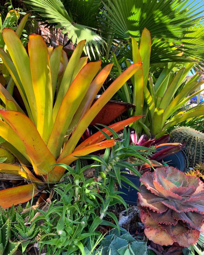 So much color! See more of this garden in our story right now.
.
.
#succulentgar...