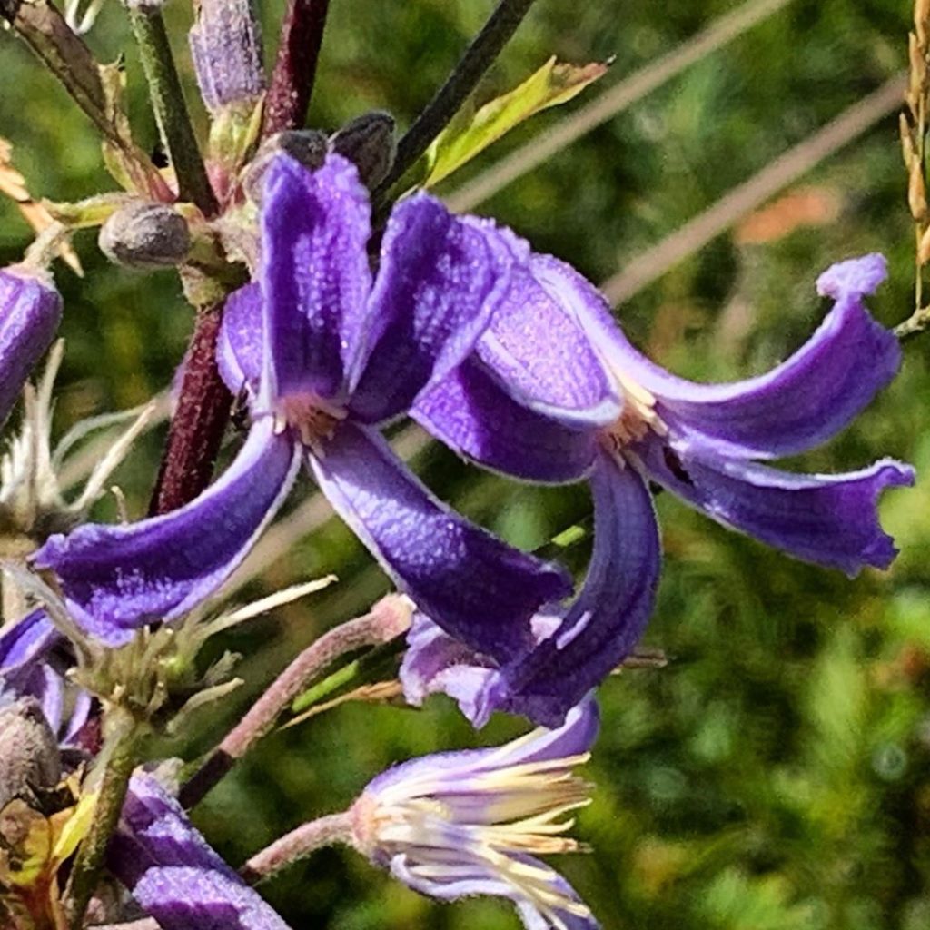 I might be the ‘shy’ cousin of my more flamboyant relations but dammit, I am lov...