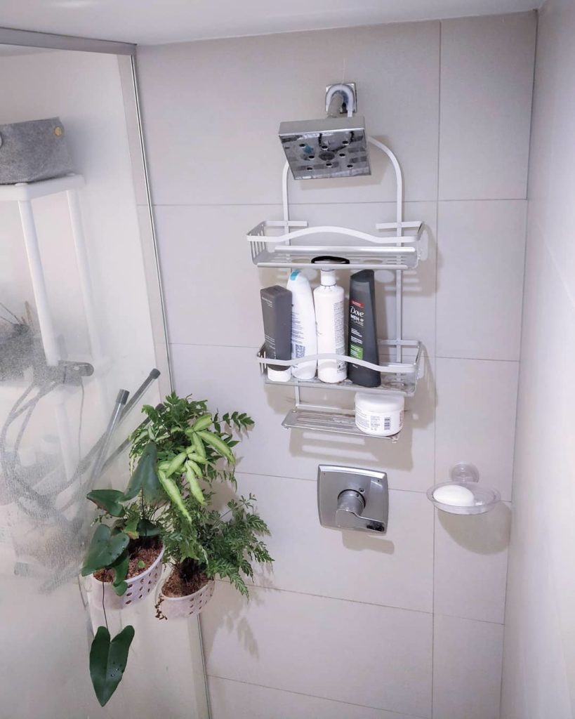 houseplantjournal: #tbt about a year ago, I planted a mix of ferns into my shower where there are n… #tbt about a year ago, I planted a mix of ferns into my shower where there are n...