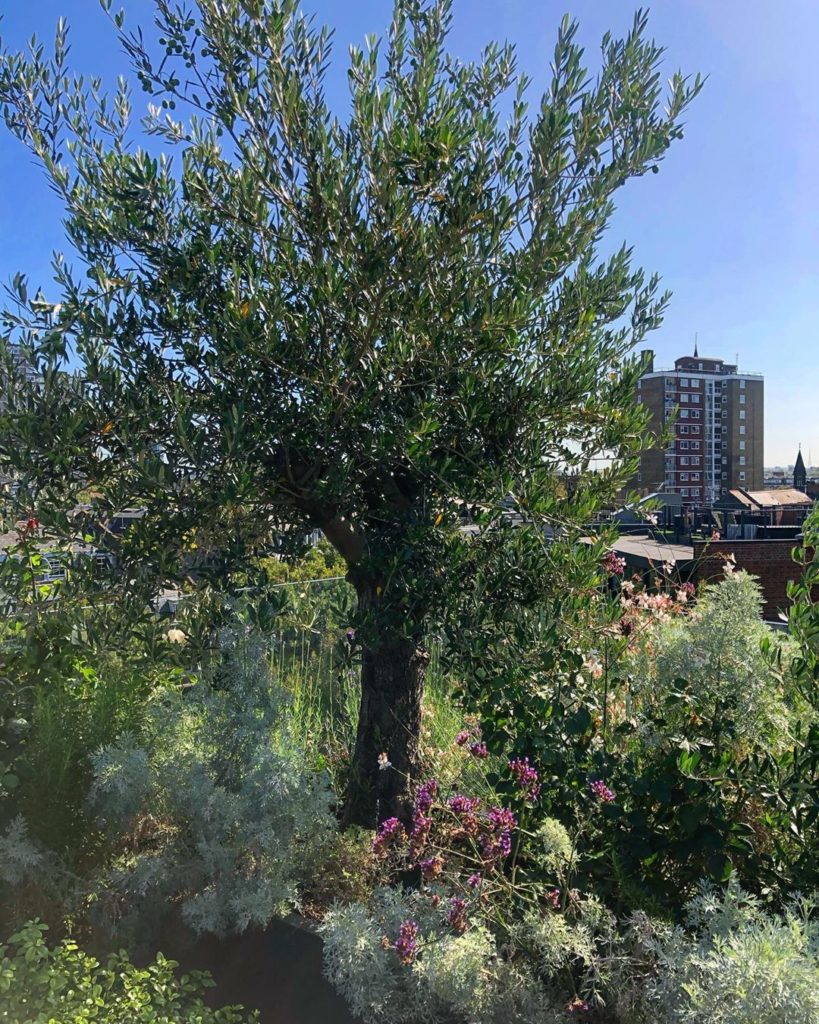 richardmiers: Naturalist (wild even!) rooftop planting at our project in Battersea six months … Naturalist (wild even!) rooftop planting at our project in Battersea six months ...