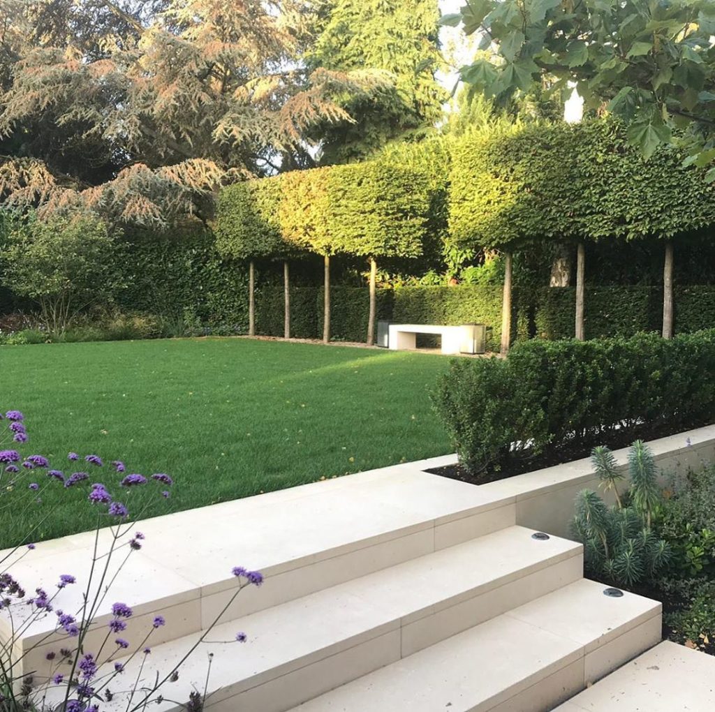#earlyautumn #shadows on our new #garden in #surrey #boxpleached #carpinusbetulu...