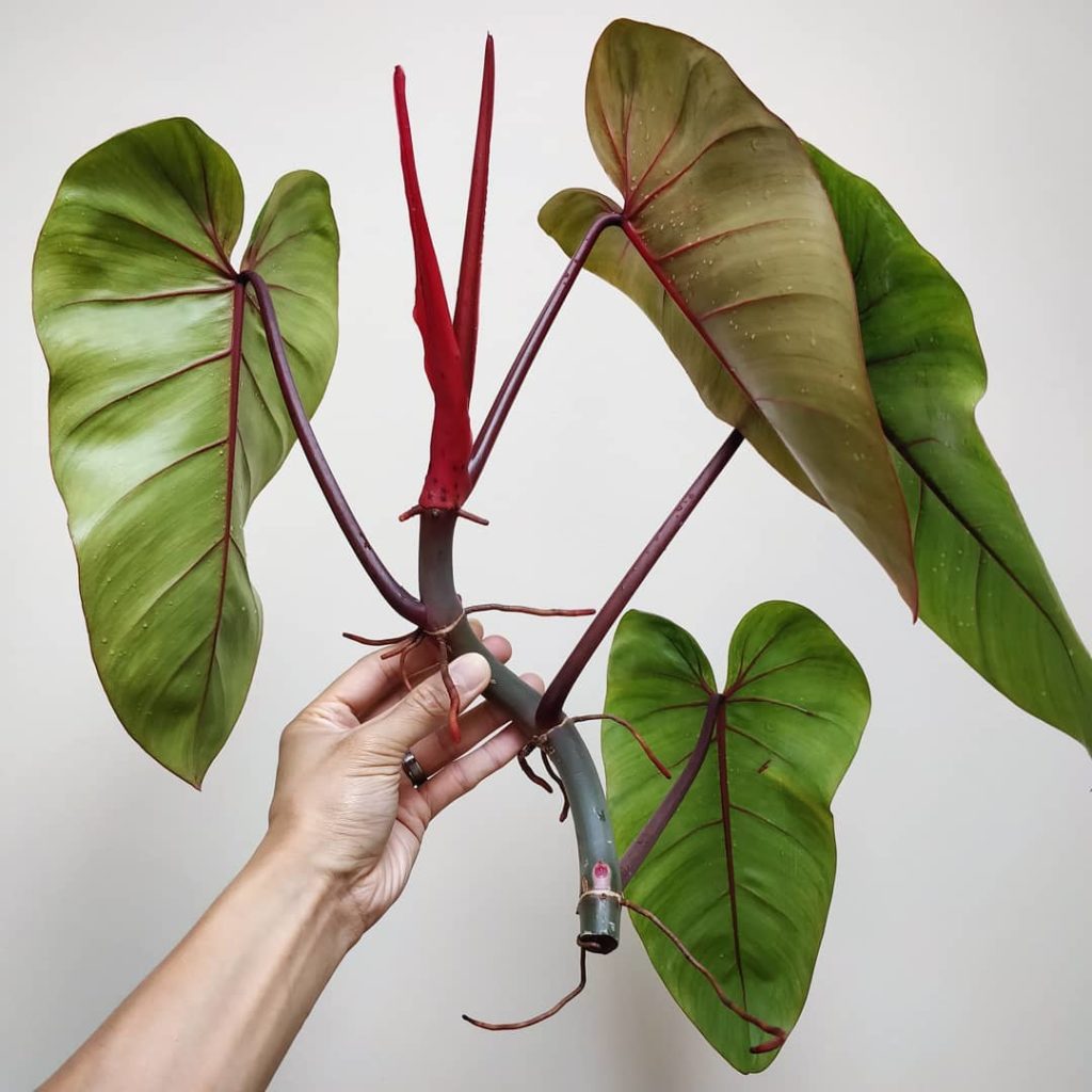 houseplantjournal: It’s a happy #philodendronfriday when you get a new one to try – welcome ‘Red Em… It's a happy #philodendronfriday when you get a new one to try - welcome 'Red Em...