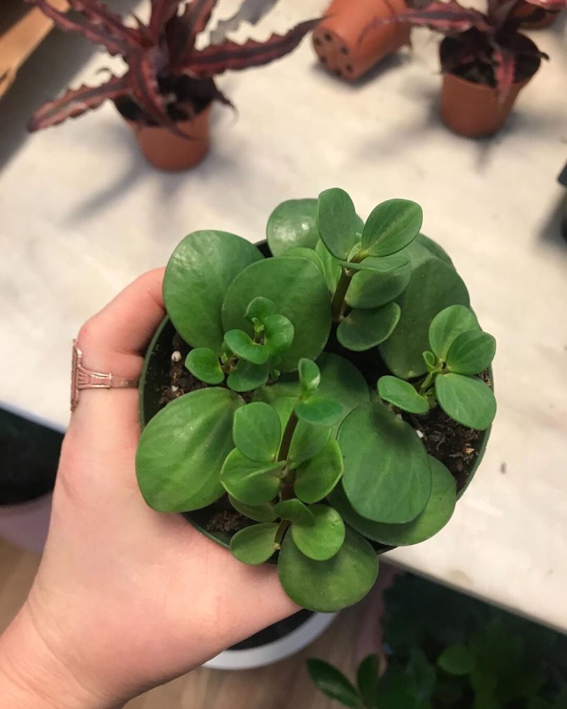 thesill: Drum roll please: here’s our latest varieties, which can be found in both of our… Drum roll please: here's our latest varieties, which can be found in both of our...