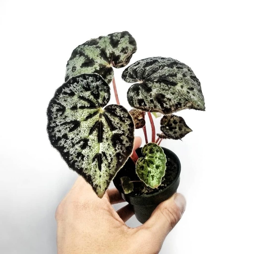 Begonia austrovietnamica leaves are just fascinating. Photo by @room.for.plants...