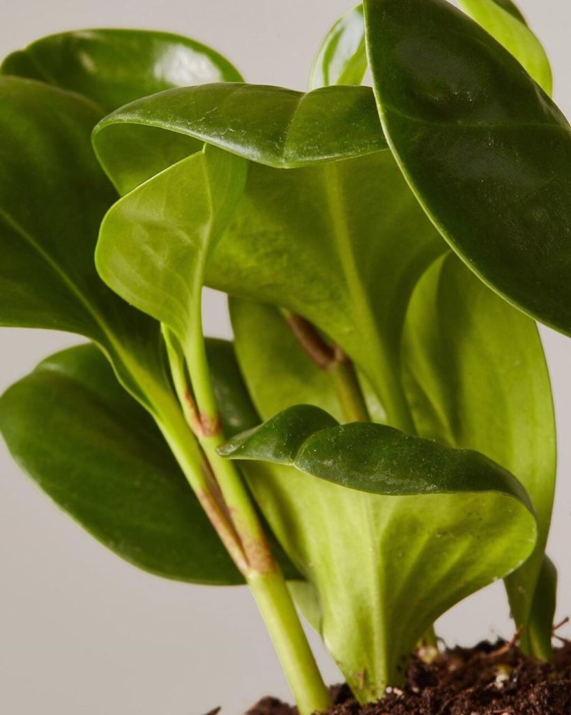 thesill: Say hello to our Peperomia, a member of the peppercorn family that naturally hel… Say hello to our Peperomia, a member of the peppercorn family that naturally hel...